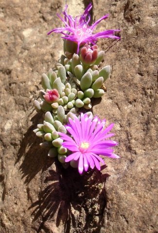 Delosperma obtusum enjoying its own company